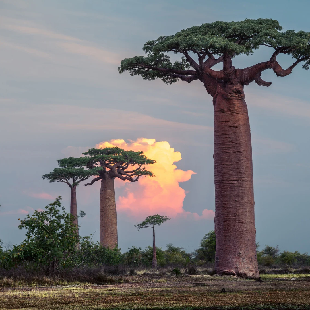 Photographie de Baobab à Madagascar