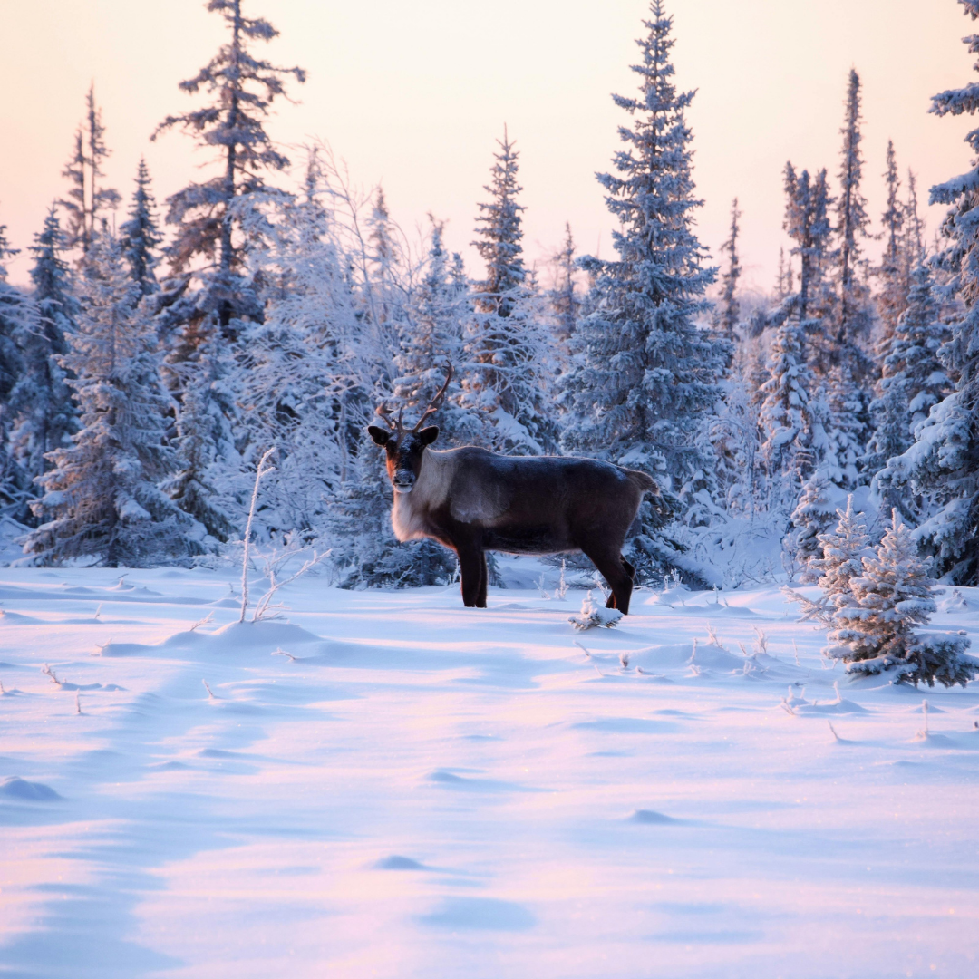 Photographie de paysage en Laponie